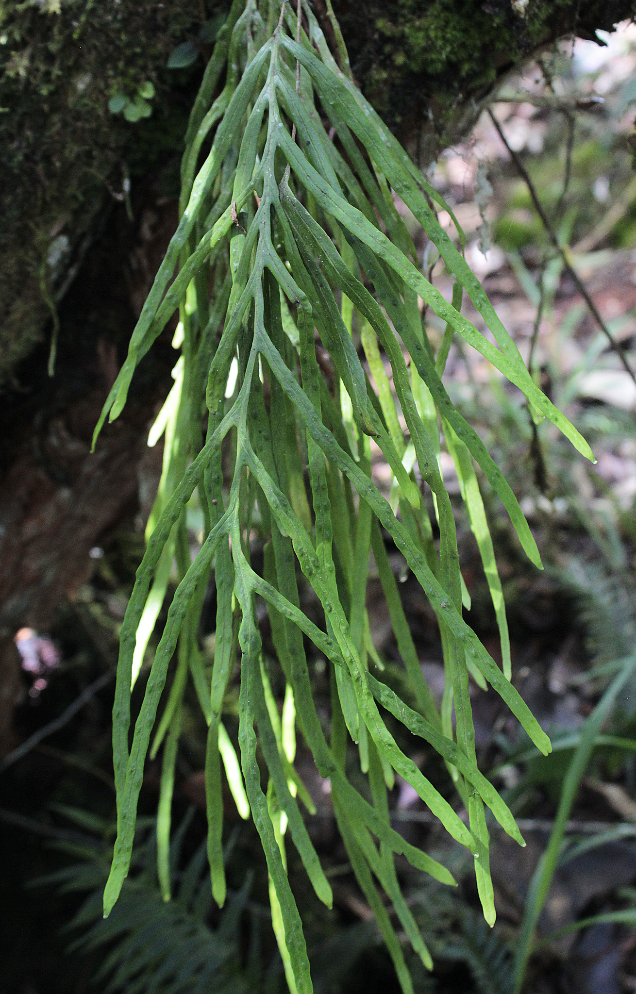 Zygophlebia