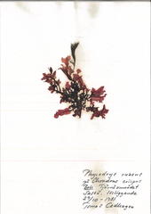 Phycodrys rubens