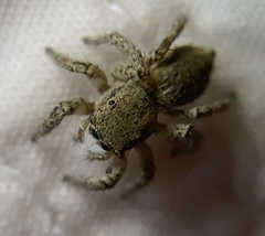 Habronattus hirsutus