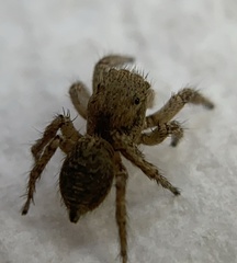 Habronattus hirsutus