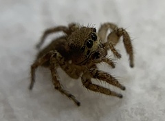 Habronattus hirsutus