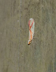 Otiocerus coquebertii