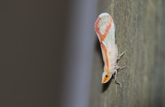 Otiocerus coquebertii