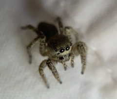 Habronattus hirsutus