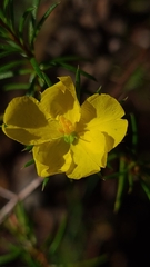 Hibbertia cistiflora