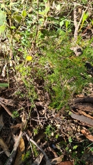 Hibbertia cistiflora