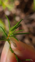 Hibbertia cistiflora