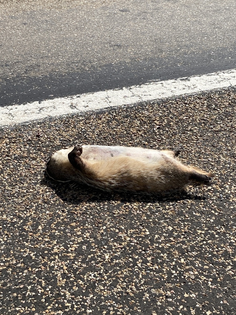 American Badger from US70 W, Farwell, TX, US on June 12, 2022 at 0429