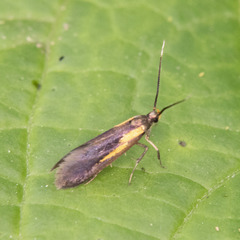 Mathildana newmanella