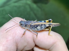 Pardalophora phoenicoptera