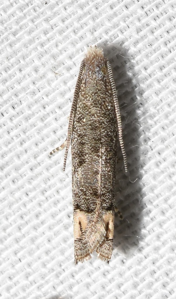 Ragweed Borer