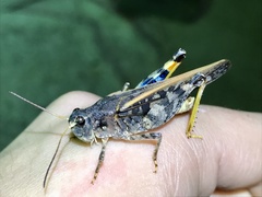 Pardalophora phoenicoptera