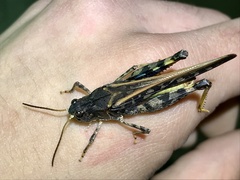 Pardalophora phoenicoptera