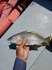 Umbrina roncador