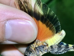 Pardalophora phoenicoptera