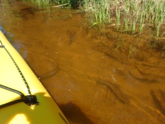 Alosa pseudoharengus