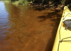 Alosa pseudoharengus