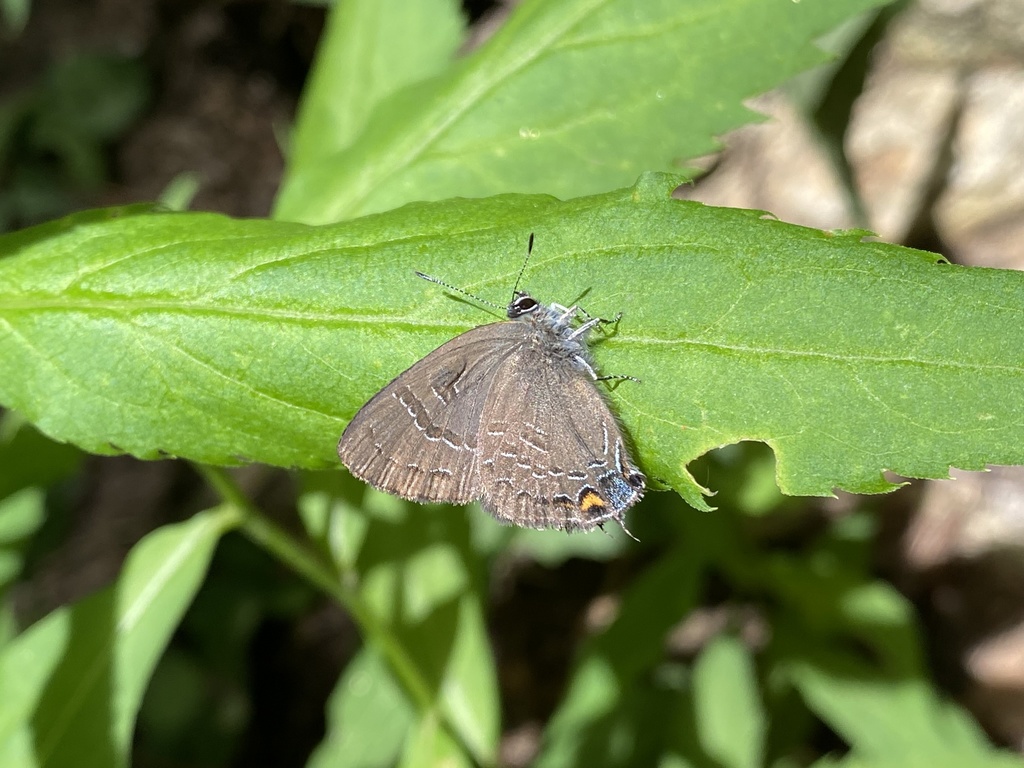 Banded Hairstreak from Black Rock Mountain State Park, Clayton, GA, US
