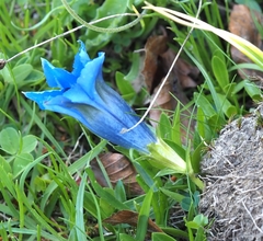 Gentiana acaulis