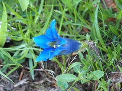 Gentiana acaulis