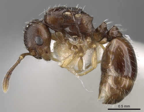 Epimyrma corsica