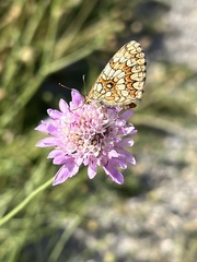 Melitaea parthenoides