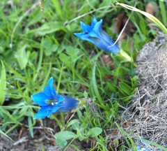 Gentiana acaulis