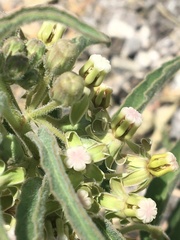 Asclepias emoryi