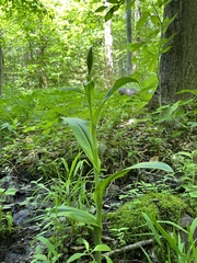 Platanthera grandiflora