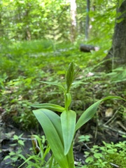 Platanthera grandiflora