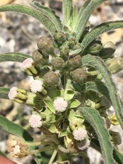 Asclepias emoryi