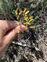 Bloomeria crocea