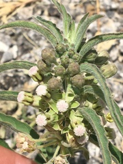 Asclepias emoryi