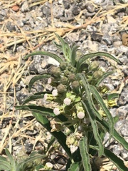 Asclepias emoryi