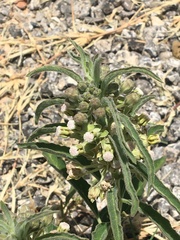 Asclepias emoryi