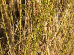 Baccharis ulicina