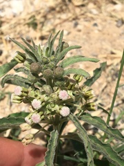 Asclepias emoryi