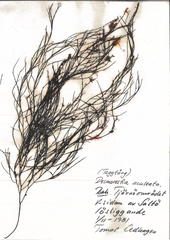 Desmarestia aculeata