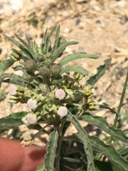 Asclepias emoryi