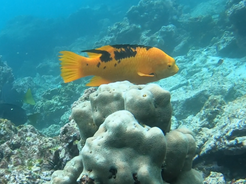 Brown hogfish (Bodianus eclancheri) — Labridae — 2