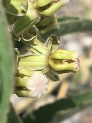 Asclepias emoryi