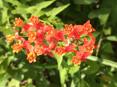 Asclepias lanceolata