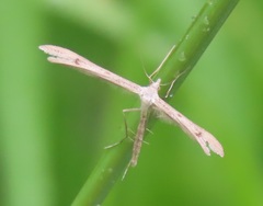 Stenoptilia bipunctidactyla