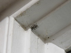 Aegomorphus modestus