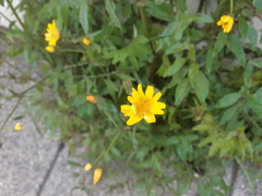 Sonchus tenerrimus
