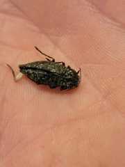 Chalcophora angulicollis
