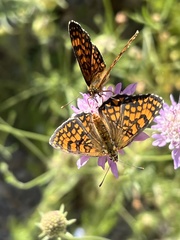 Melitaea parthenoides