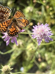 Melitaea parthenoides