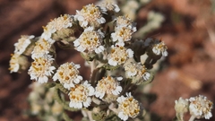 Achillea santolinoides