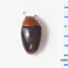 Pseudischyrus extricatus